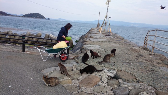 猫にご飯をあげる島の人