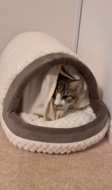 キャットベッドの中に入っている猫