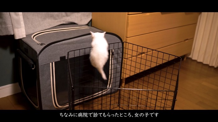 サークルを登る子猫