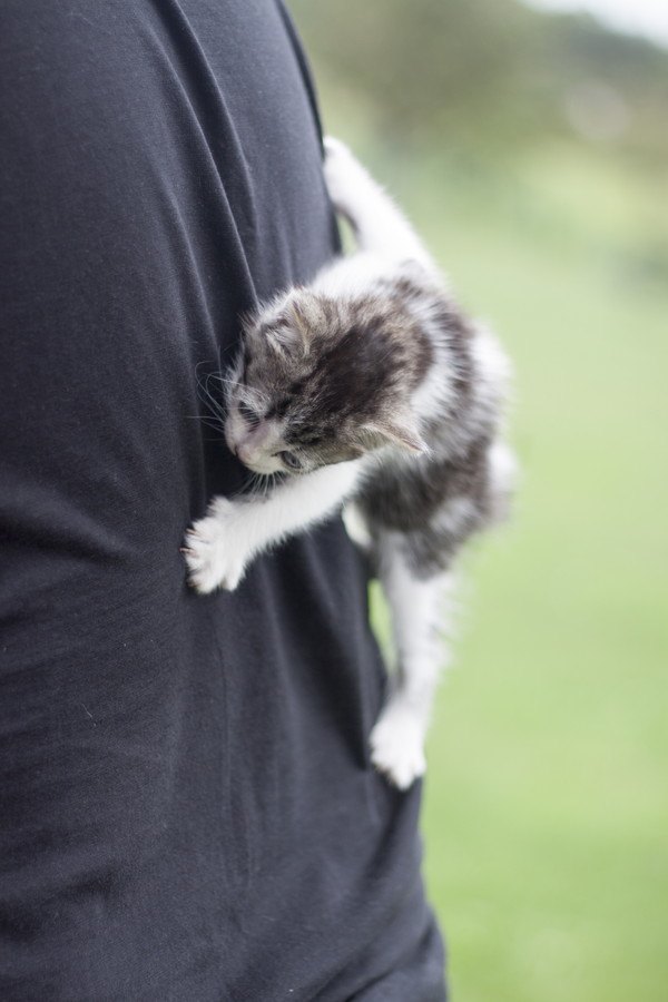 子猫が人に張り付く