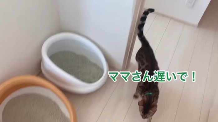 緑色の首輪の猫