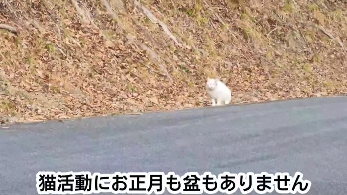 道路脇に座る猫