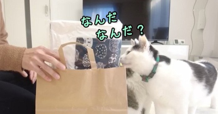 紙袋を嗅ぐ猫