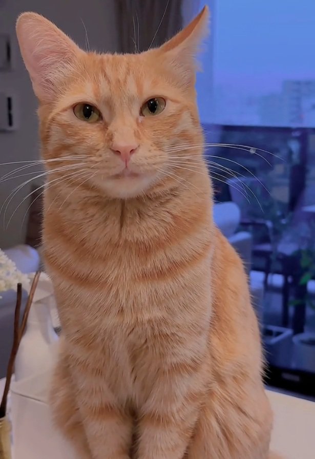 座る猫