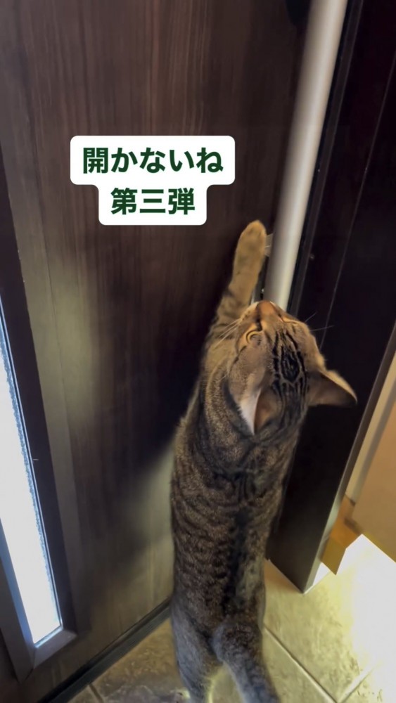 ドアを開けようとする猫