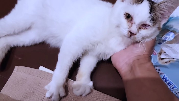横になる猫