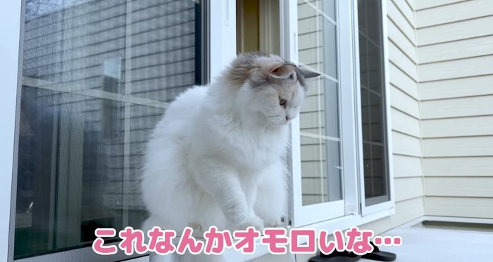 座っている猫