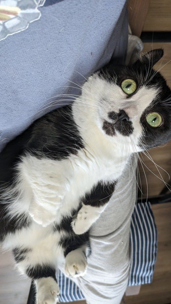 仰向けの成猫