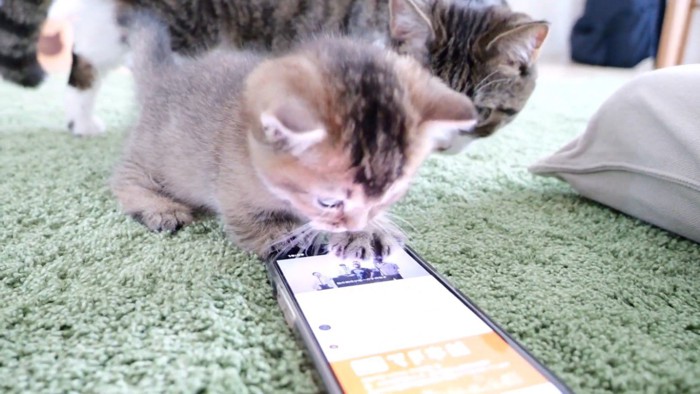 スマホを見る子猫と見守るパパ猫