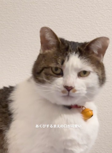 口を閉じた猫