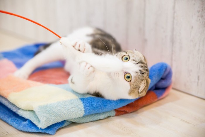 猫じゃらしに食いついてブランケットの上に倒れる猫