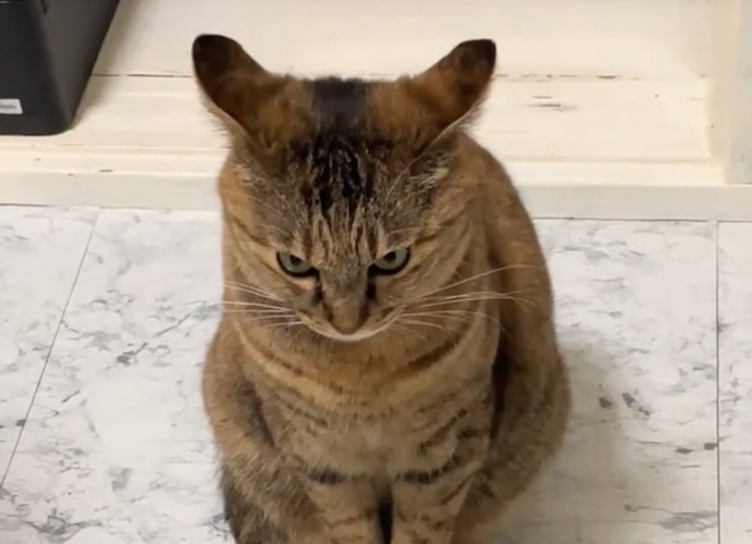 イカ耳の猫