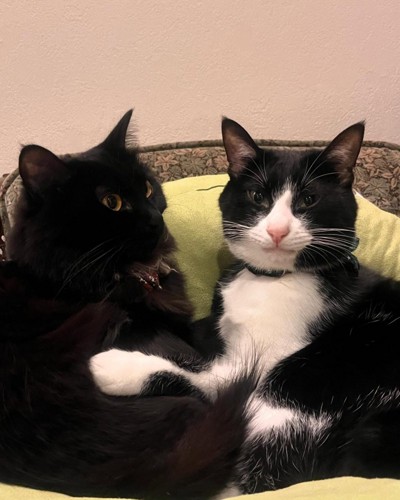 2匹の猫