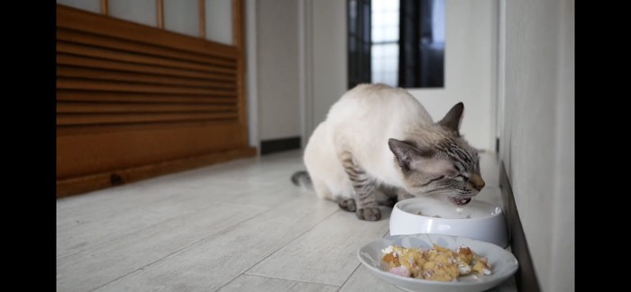 ごはんを食べる猫