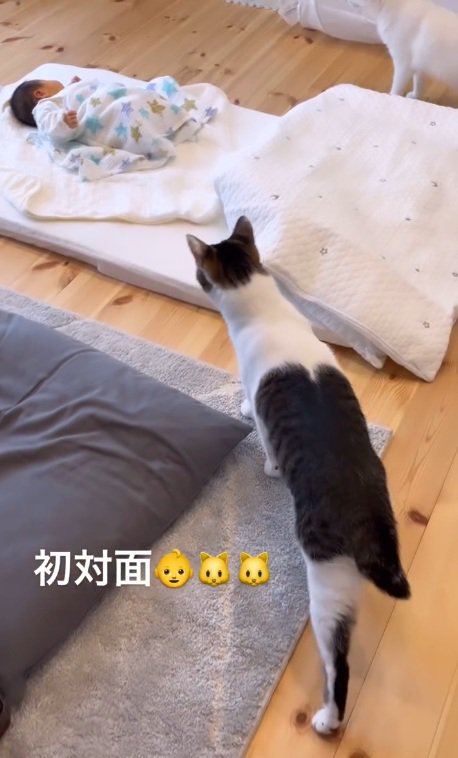 寝ている赤ちゃんを見ている白黒猫