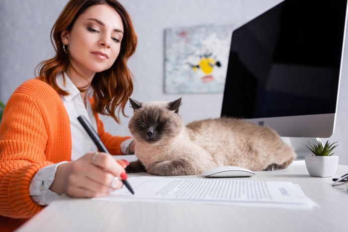 契約書にサインする女性と長毛猫