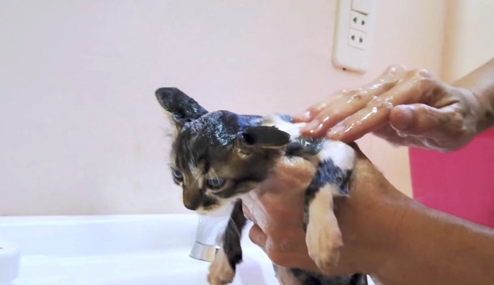 飼い主さんも良い子～！と大絶賛