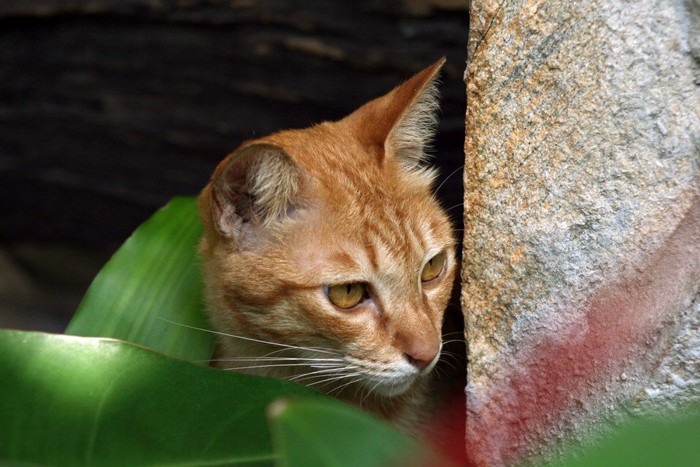 のぞく猫