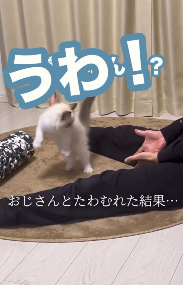 飛ぶ猫