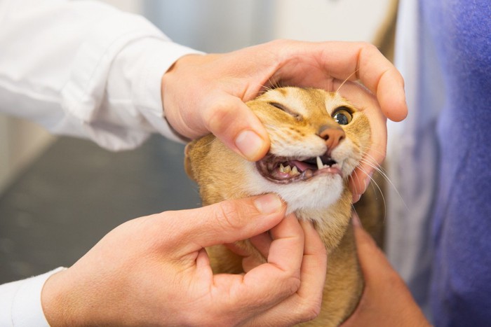 猫の歯を調べる人