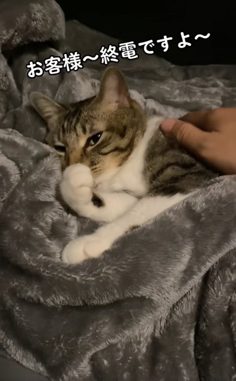 右前足を丸めて毛布の上に横たわる猫（字幕あり）