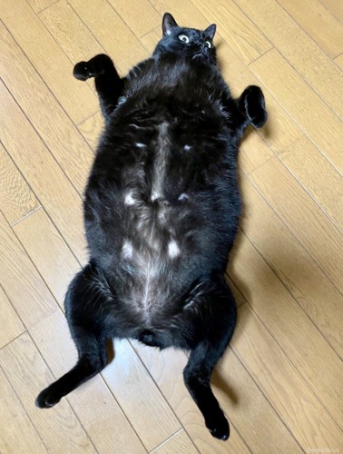 仰向けで寝ている黒猫(縦画像）