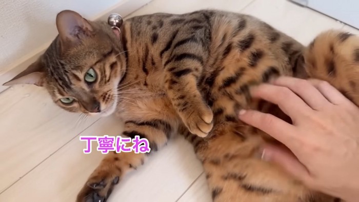 お腹を撫でられる猫