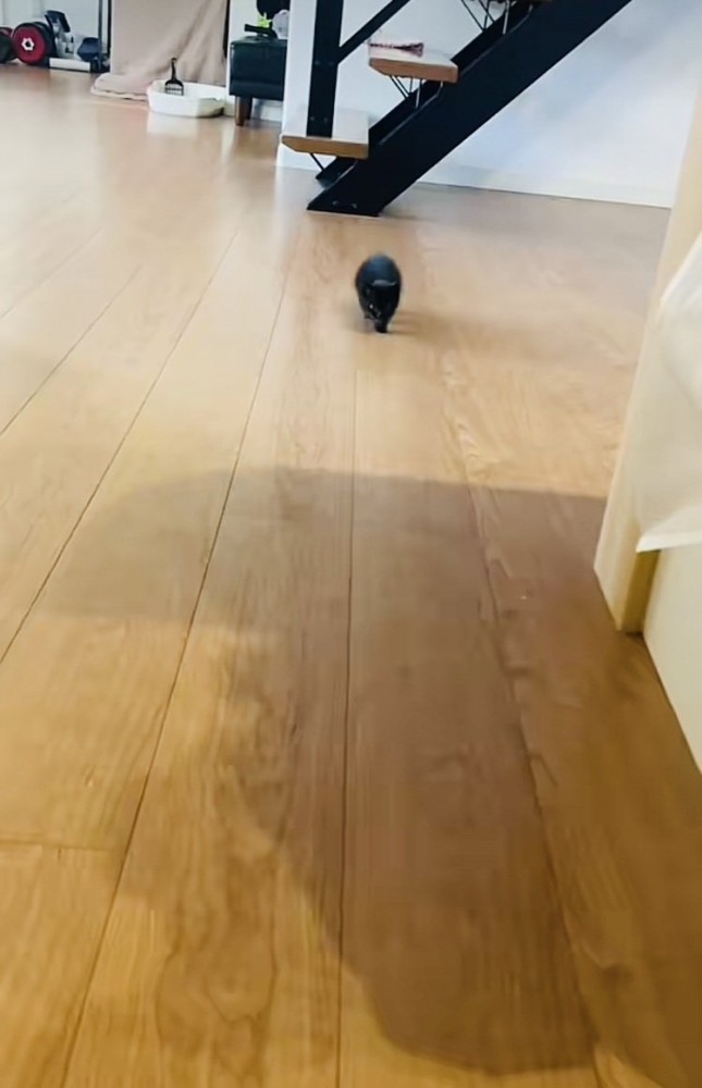 ママに向かって歩いてくる赤ちゃん猫