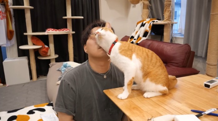 飼い主の顔に頭をすりつける猫