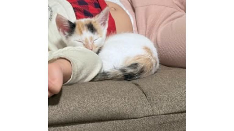 寝ている子猫