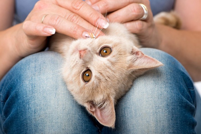 人の膝の上であくびをする猫