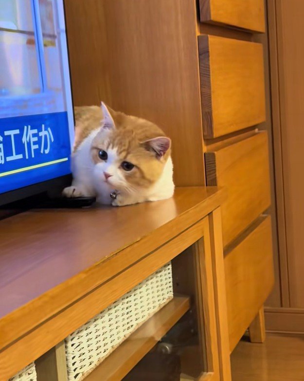 体を起こそうとする子猫