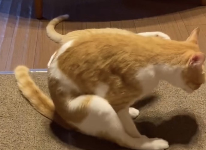 お尻をこすりつける猫の写真