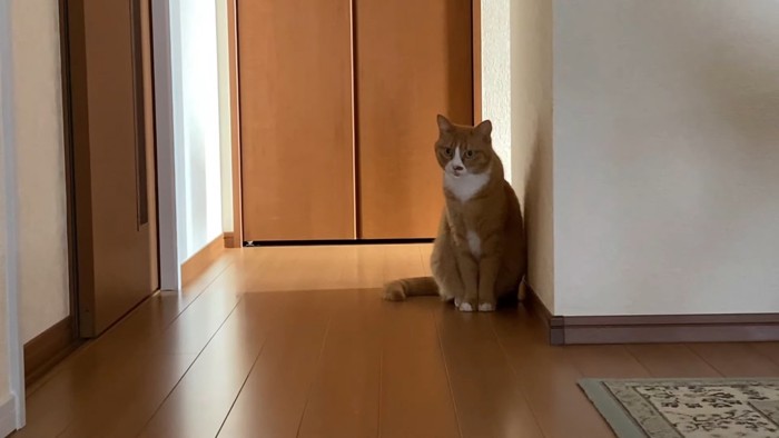 座る猫