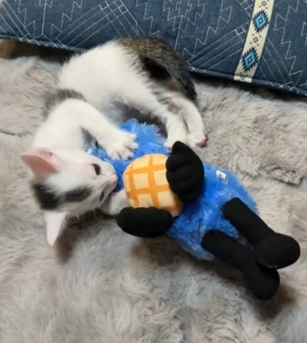 ぬいぐるみを抱えて後ろ足で蹴る子猫
