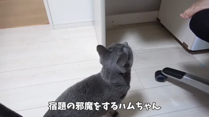 机の上をみる猫の後ろ姿