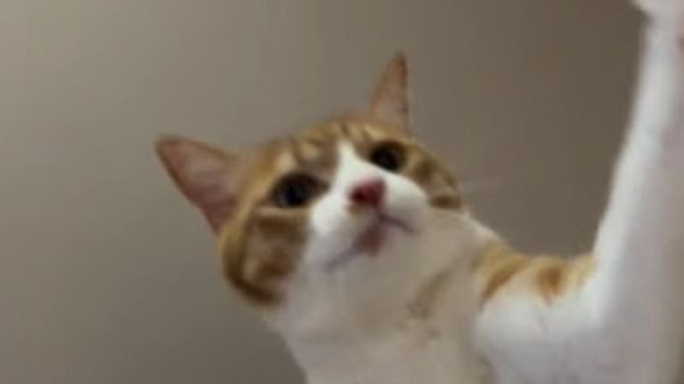 遊んでいる猫