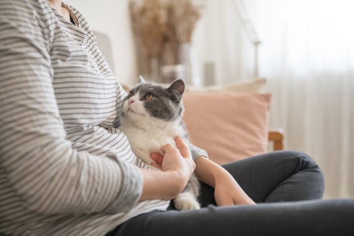 抱かれながら見上げる猫