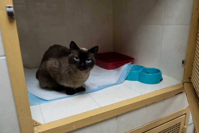 入院管理される猫