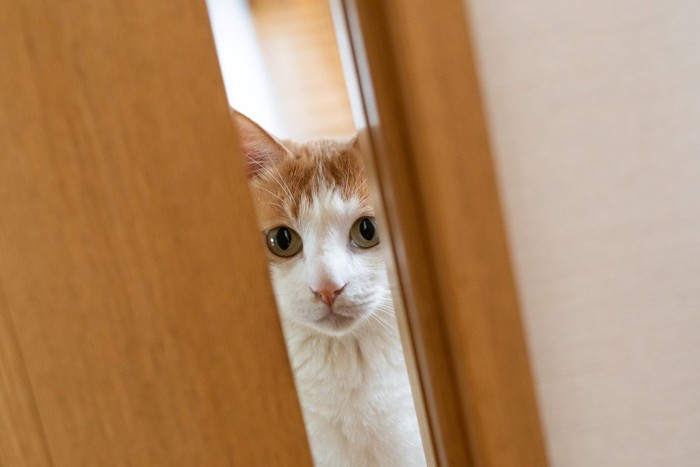 ドアの隙間から覗く猫