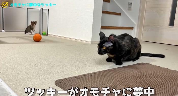 遊んでいる猫