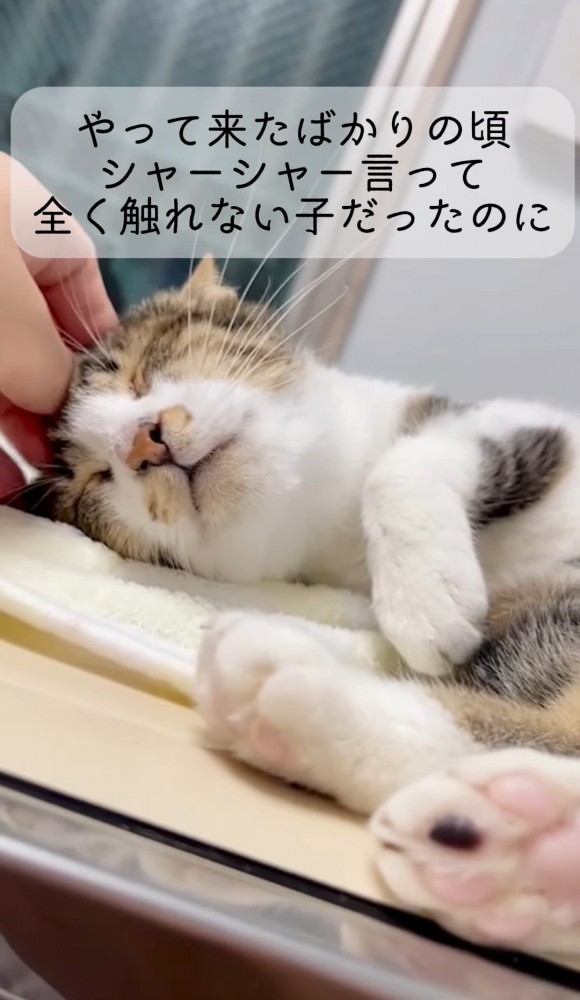 猫を撫でる人の手