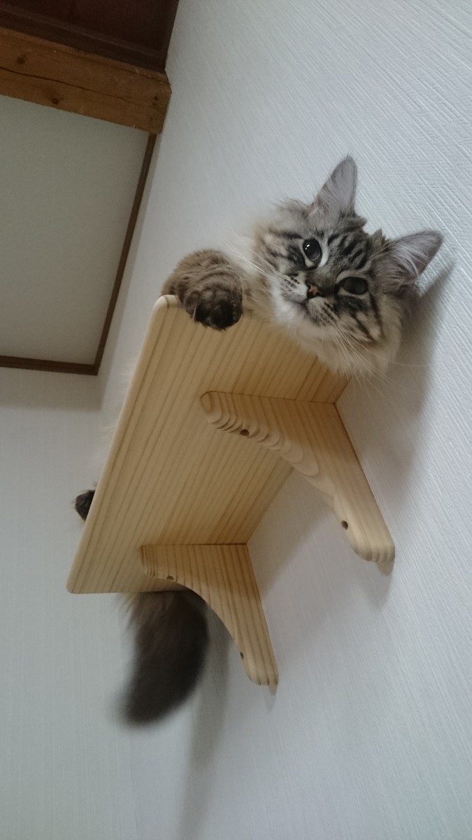 キャットウォークでくつろいでいる写真