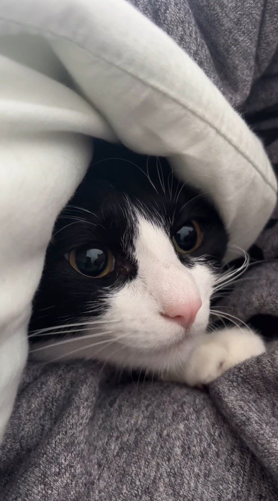 男性に抱きしめられる猫
