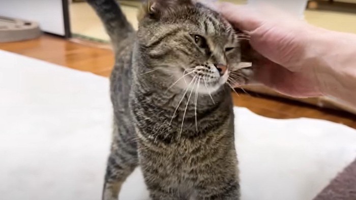 すり寄る猫