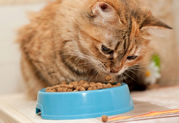 餌を食べる猫