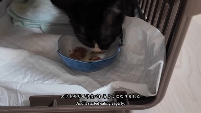 ごはんを食べる子猫