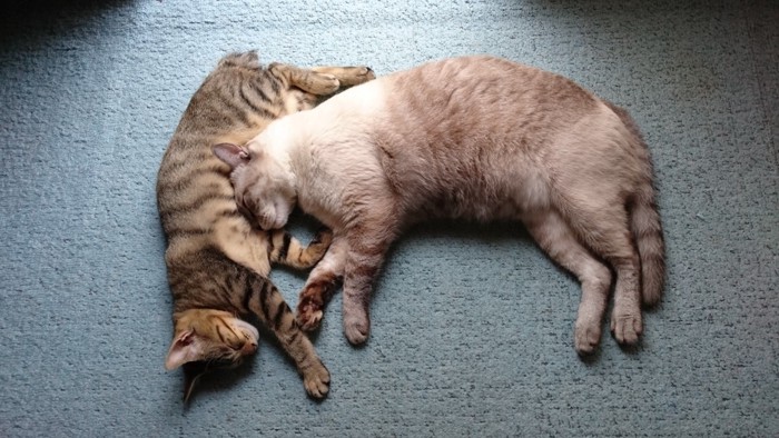 バロン&しゅう