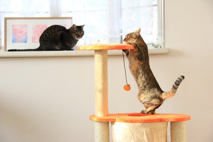 窓辺のキャットタワーと2匹の猫