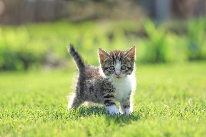 外を散歩する猫